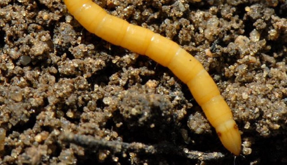 Wireworm (c) Dewar Crop Protection